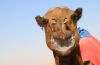 Dromedaries: the friend of the Bedouins