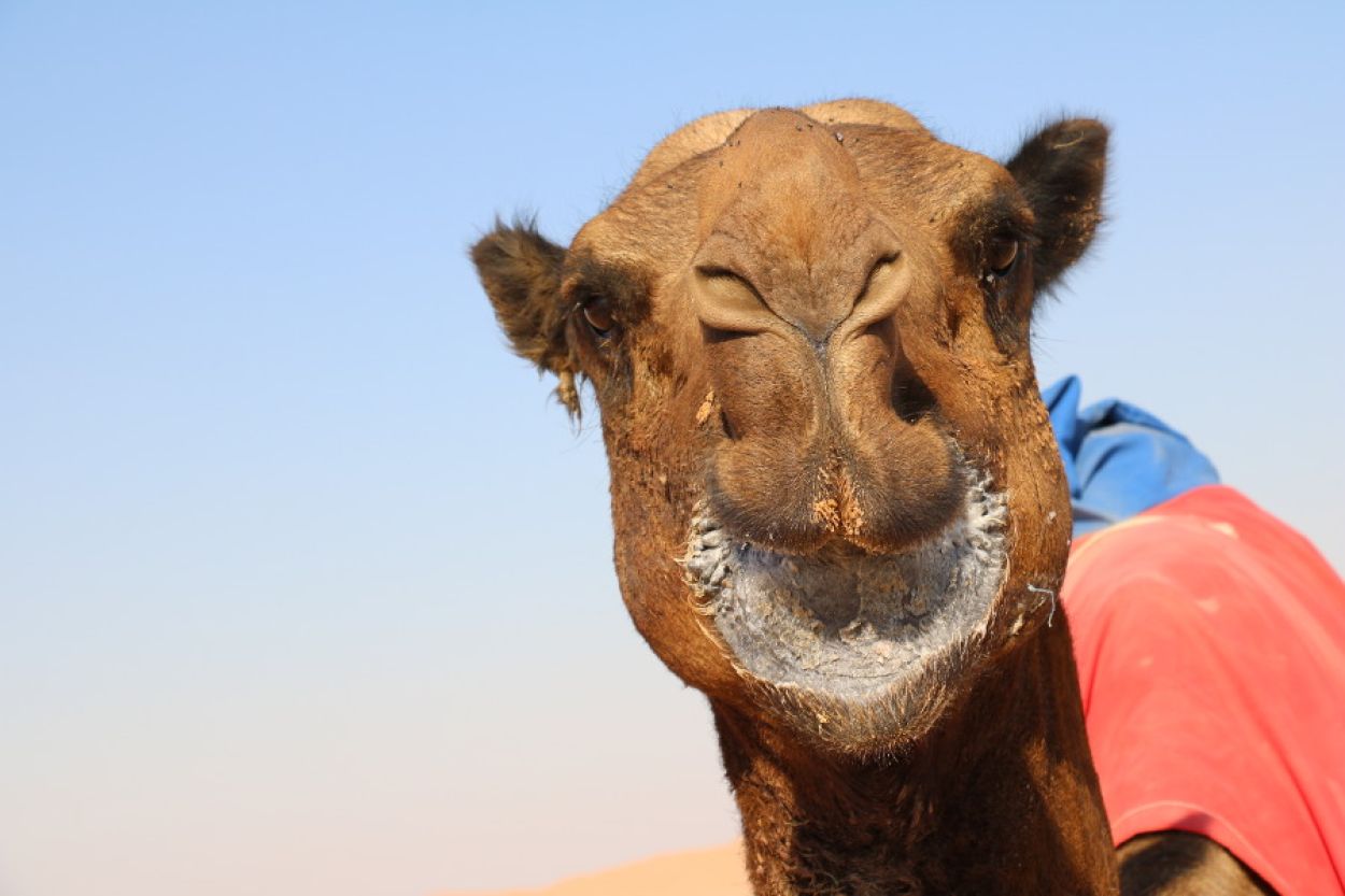 Dromedaries: the friend of the Bedouins