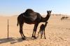 Dromadaires dans le Empty quarter