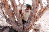 Harvest of incense on the incense tree